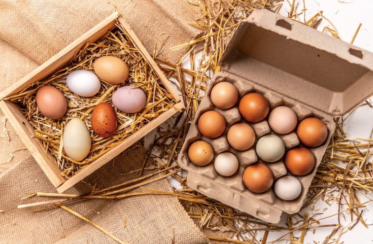 Tuckaway Farm Fresh Eggs Cover